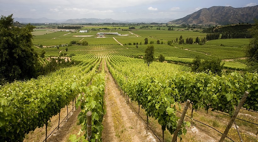 Rows of grapes extending off into the distance at a vineyard in the Maipo Valley near Santiago.