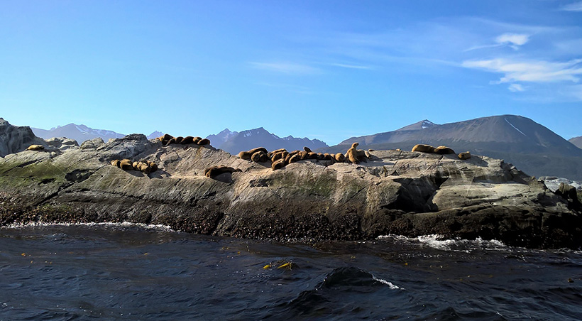 Seals sunbathing on a rock in the Beagle Channel near the southernmost point of South America.