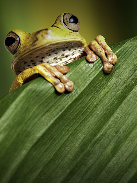 A tropical frog in the Amazon Rainforest, hanging from a leaf while staring straight ahead.