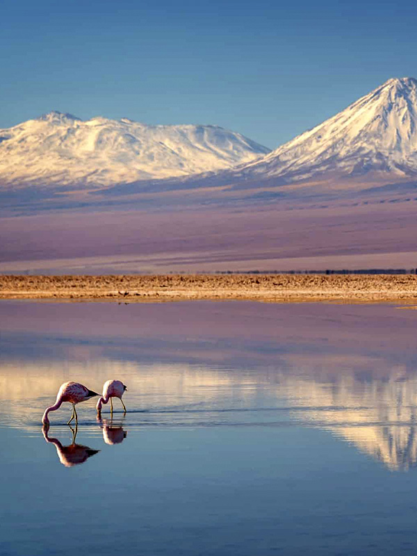 Pink flamingos grazing in a lagoon overlooked by snow-capped mountains in the Atacama Desert.