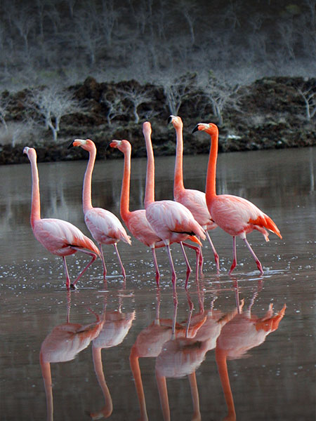 Several bright pink flamingos congregating in some shallow water in the Galapagos Islands.
