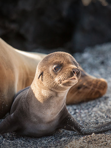 A close view of a baby sea lion next to an older sea lion on a beach somewhere in the Galapagos.