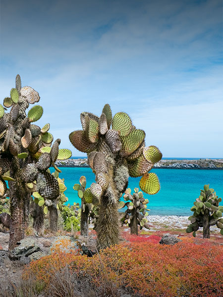 Cactus plants and some colorful plants next to the shore on one of the Galapagos Islands.