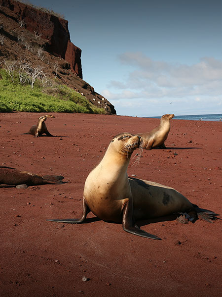 Several sea lions sunbathing on a scenic red sand beach in the Galapagos Islands.