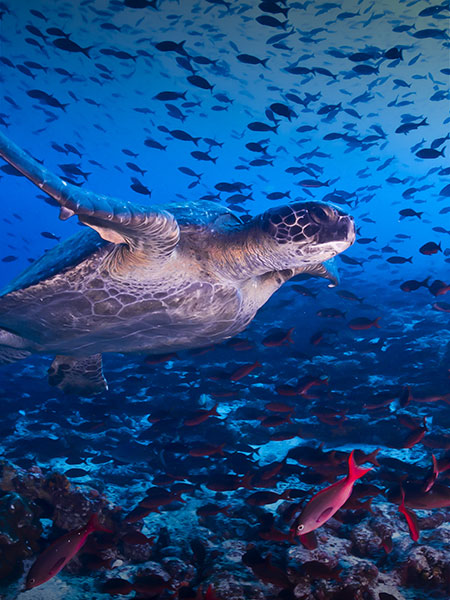 A turtle swimming among a school of colorful fish in the blue waters off the Galapagos Islands.