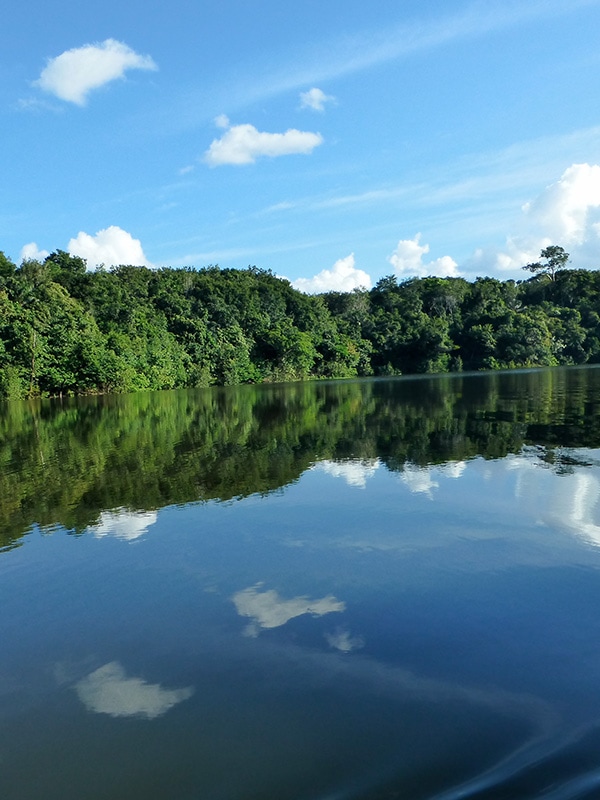 A river surrounded by dense forest in the Brazilian Amazon Rainforest near Manaus.