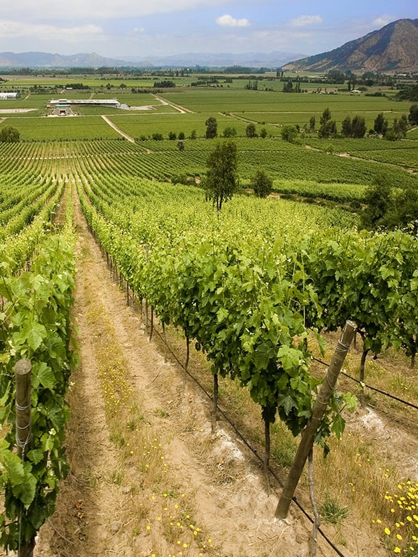 Rows of grapes extending off into the distance at a vineyard in the Maipo Valley near Santiago.