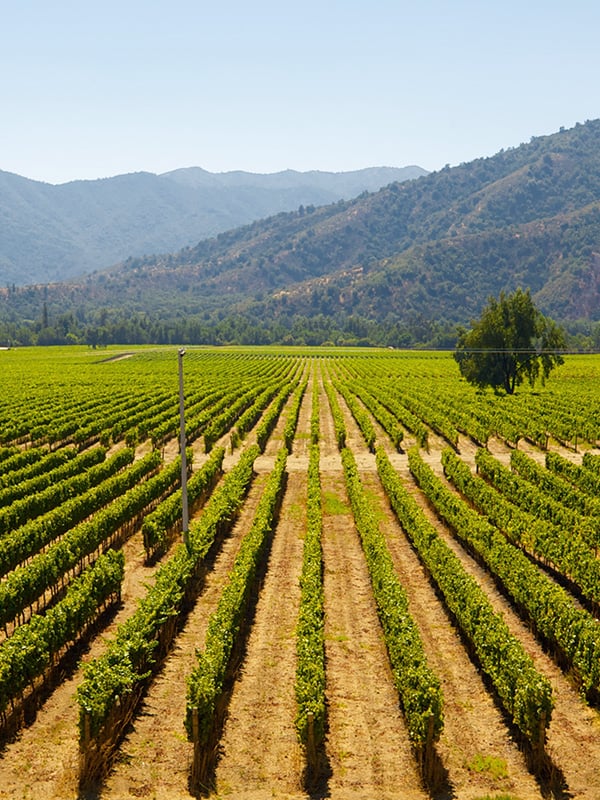 Rows of grapes overlooked by tree-covered mountains at a vineyard in Viña del Mar.