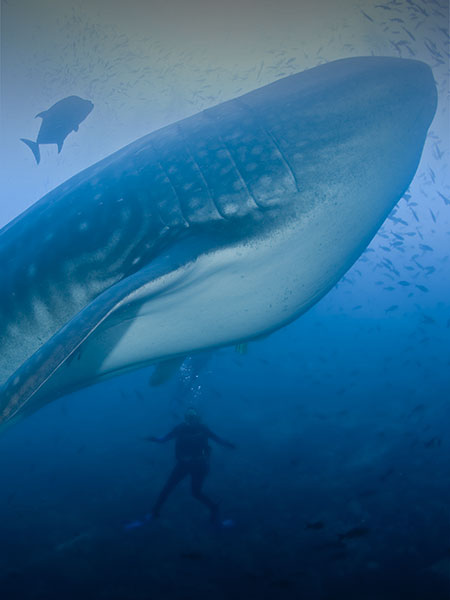 A scuba diver swimming beneath an enormous whale shark in the waters off the Galapagos Islands.