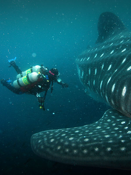 A scuba diver swimming next to an enormous whale in the waters off the Galapagos Islands.