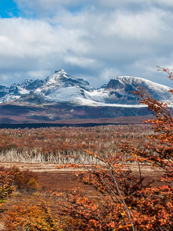 Beautiful red foliage overlooked by snow-capped mountains in Tierra del Fuego National Park.