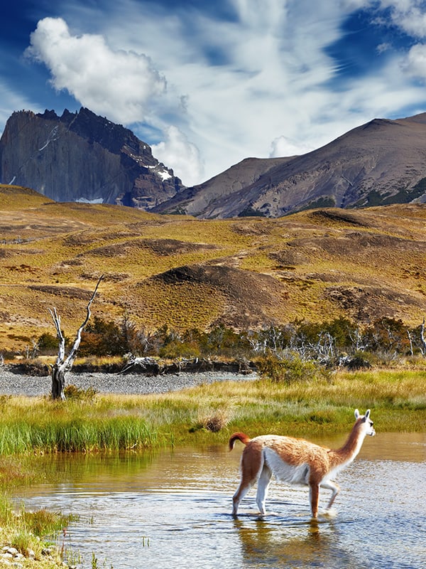 A vicuña wading through a small pond next to a field in Torres del Paine National Park.