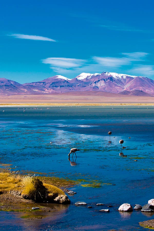 Flamingos grazing in a high altitude lagoon with pink snow-capped mountains overhead.