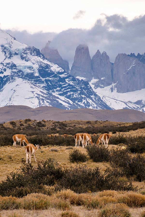 Vicuñas grazing in a field beneath snow-covered mountains in Chilean Patagonia.