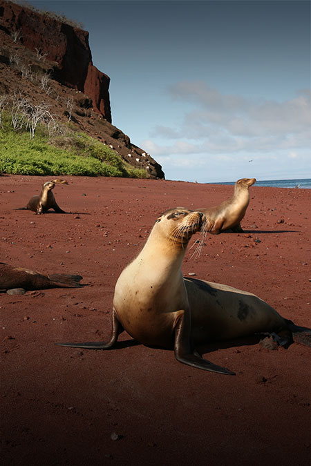 Several sea lions sunbathing on a scenic red sand beach in the Galapagos Islands.