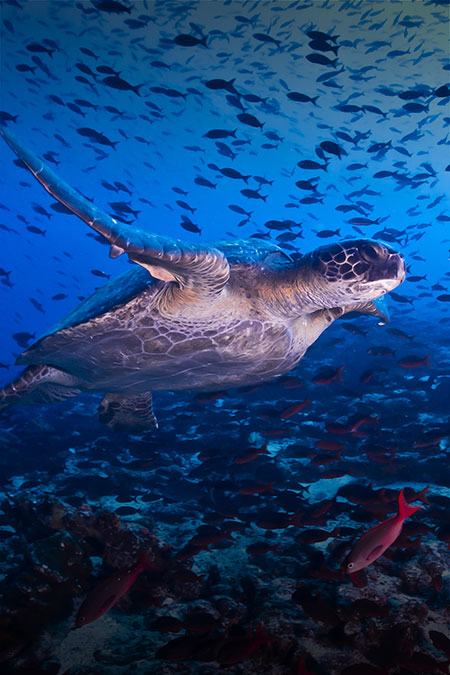 A turtle swimming among a school of colorful fish in the blue waters off the Galapagos Islands.