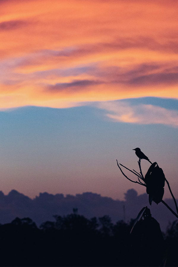 The silhouette of a bird perched on a branch at sunset in the Amazon Rainforest near Manaus.