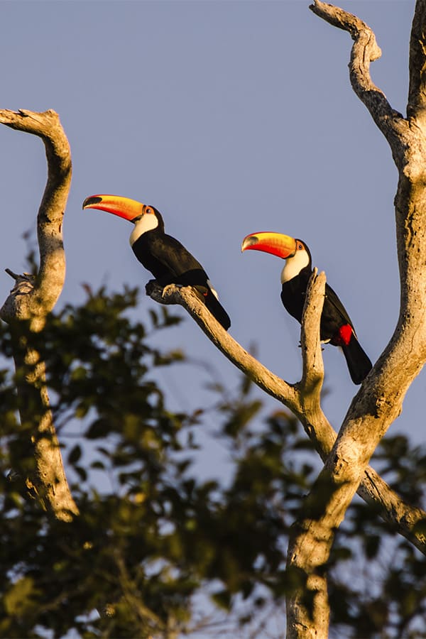 A pair of toucans perched on a barren tree branch in the Pantanal tropical wetland region.