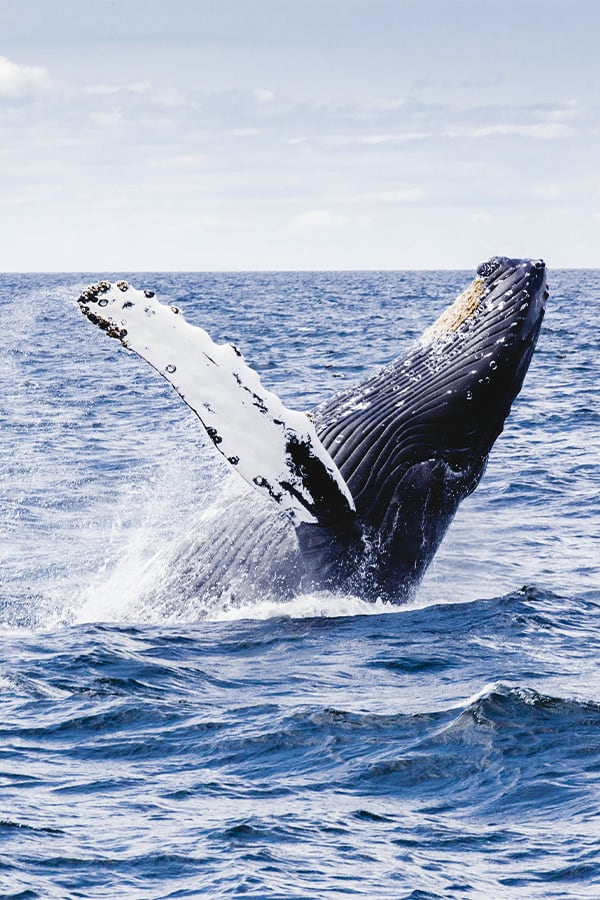A whale leaping out of the water near the town of Puerto Madryn in Argentine Patagonia.