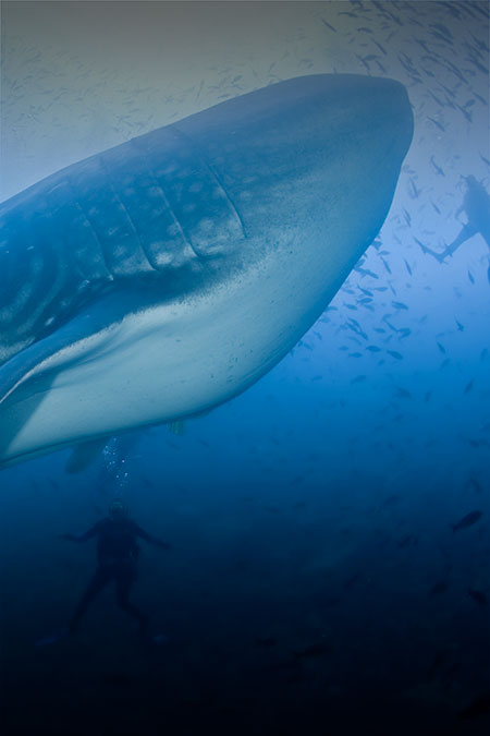 A scuba diver swimming beneath an enormous whale shark in the waters off the Galapagos Islands.