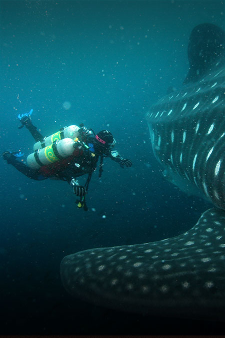 A scuba diver swimming next to an enormous whale in the waters off the Galapagos Islands.