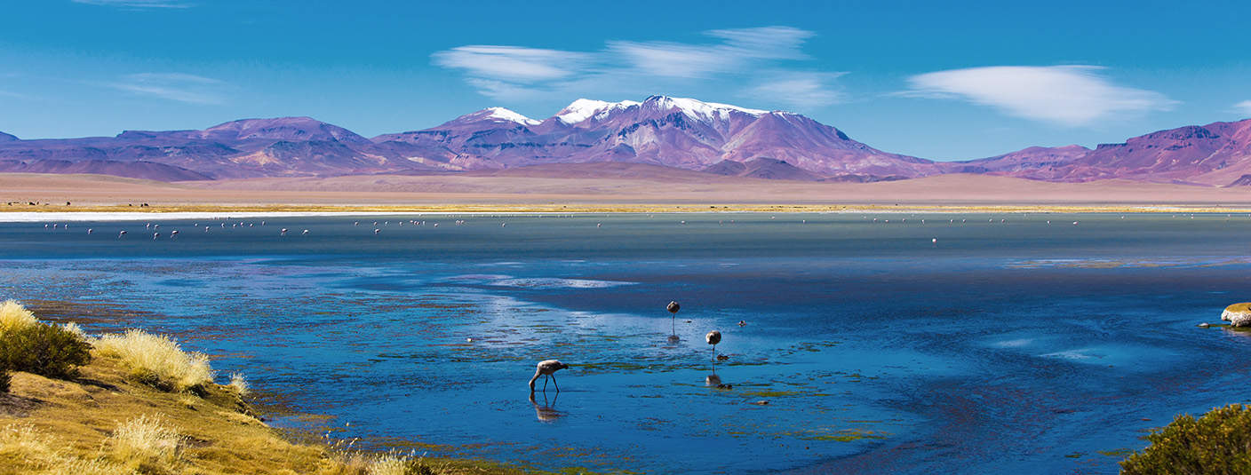 Flamingos standing in a shallow lake with pink mountains in the distance in the Atacama Desert.