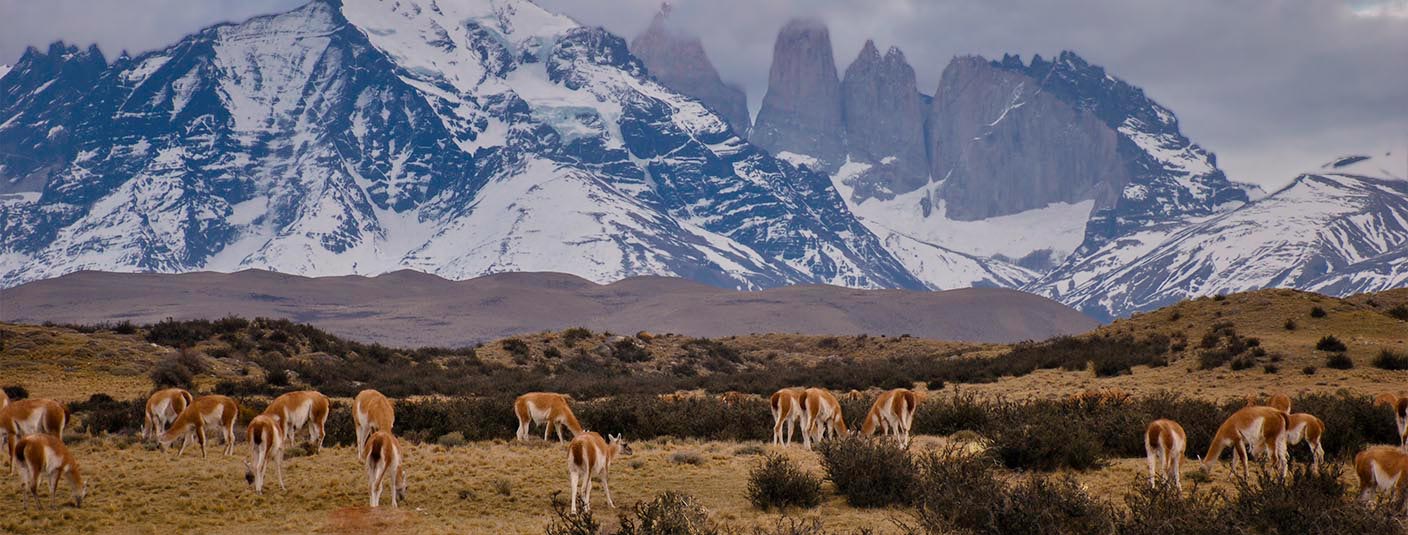 Vicuñas grazing in a field beneath snow-covered mountains in Chilean Patagonia.