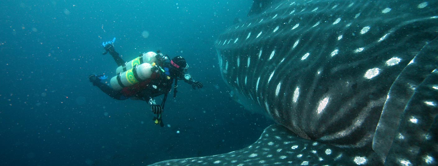 A scuba diver swimming next to an enormous whale in the waters off the Galapagos Islands.