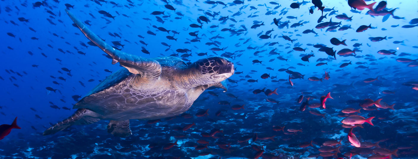 A turtle swimming among a school of colorful fish in the blue waters off the Galapagos Islands.