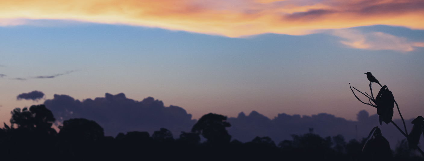 The silhouette of a bird perched on a branch at sunset in the Amazon Rainforest near Manaus.