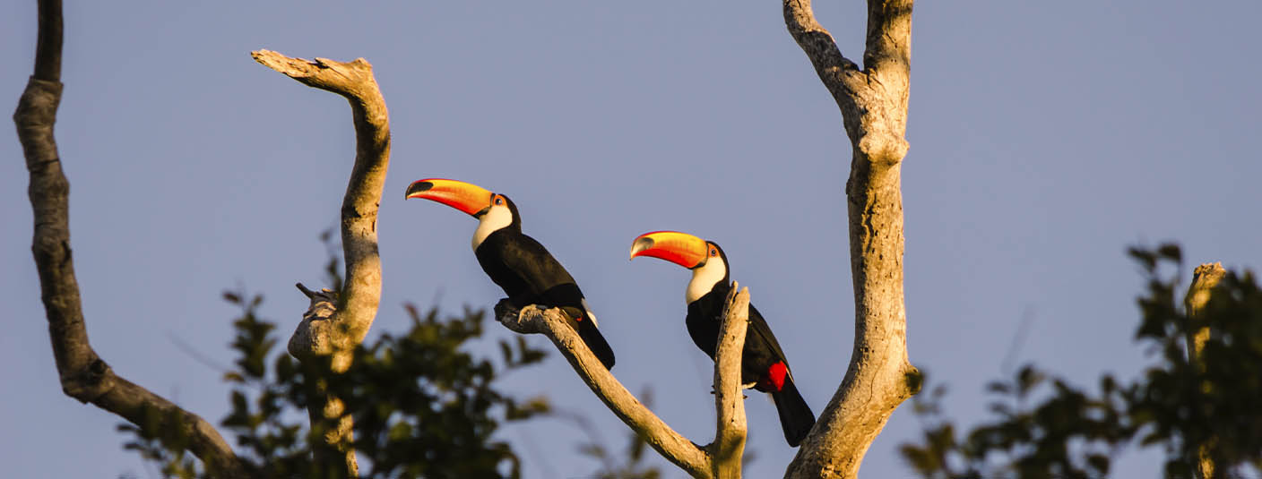 A pair of toucans perched on a barren tree branch in the Pantanal tropical wetland region.