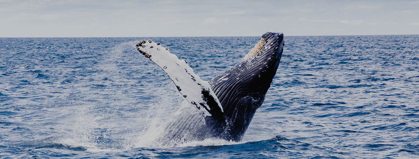 A whale leaping out of the water near the town of Puerto Madryn in Argentine Patagonia.