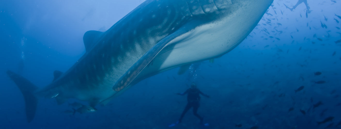 A scuba diver swimming beneath an enormous whale shark in the waters off the Galapagos Islands.