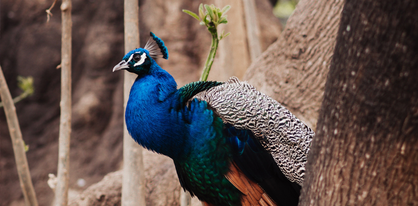 Blue peacock in the ecological reserve in Buenos Aires