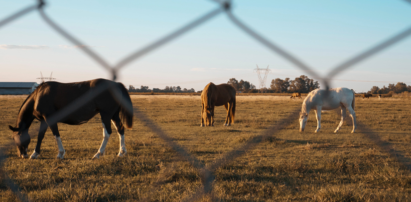 Three horses grazing, pictured through a wire fence