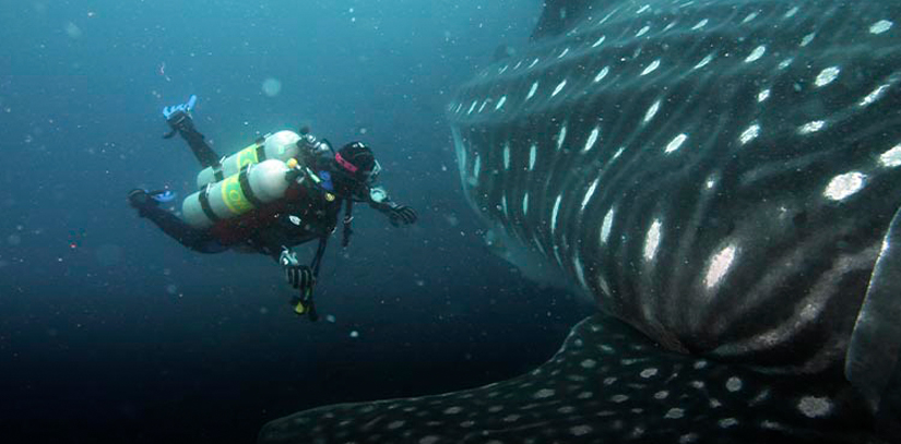 Underwater diver swimming with a whale in the Galapagos