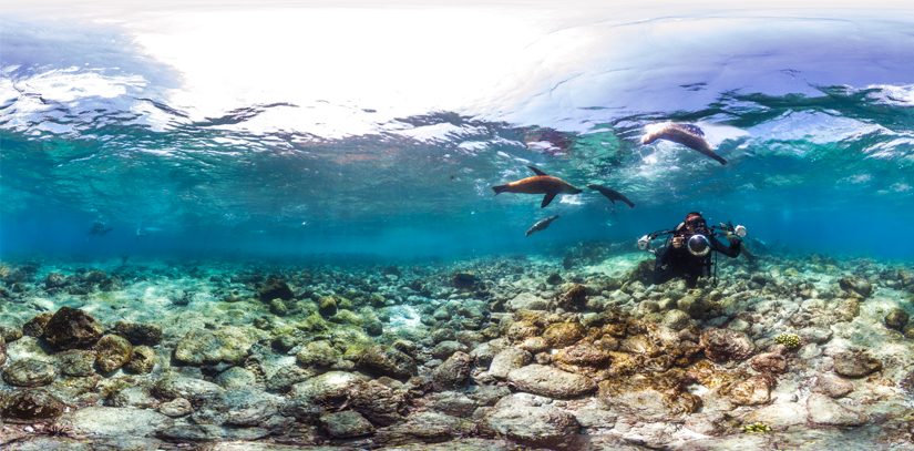 Underwater shot of a diver surrounded by seals