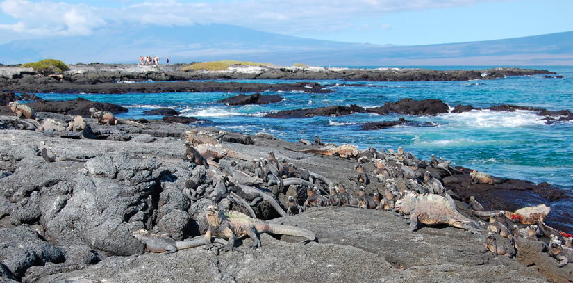 Many iguanas on a rock overlooking waves crashing against rocks in the Galapagos islands