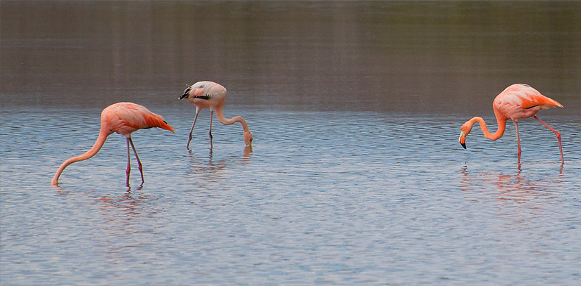 Two pink flamingos in a lake on the island of Floreana, Galapagos
