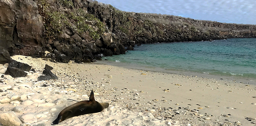 A seal lounging on the beach, facing the blue sea