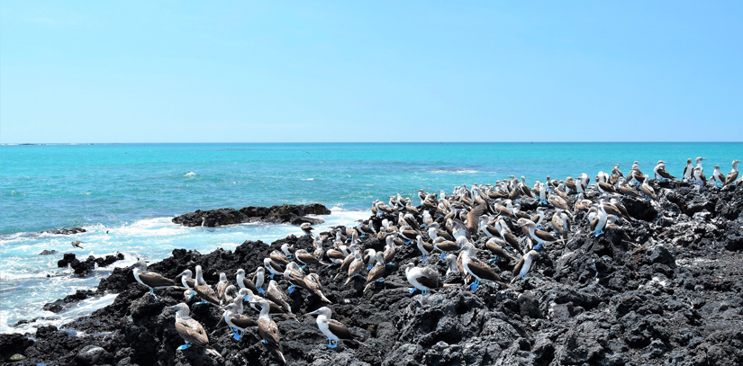 Many birds sitting on a large rock overlooking the ocean