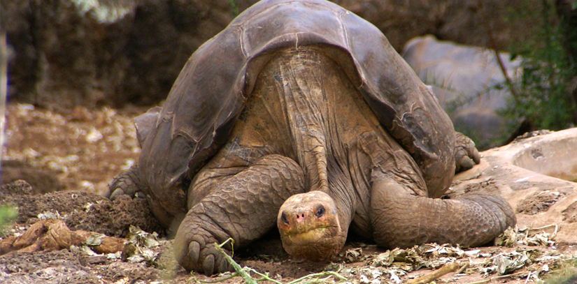 A Pinta giant tortoise