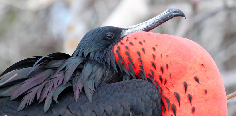 A red bird in the galapagos islands