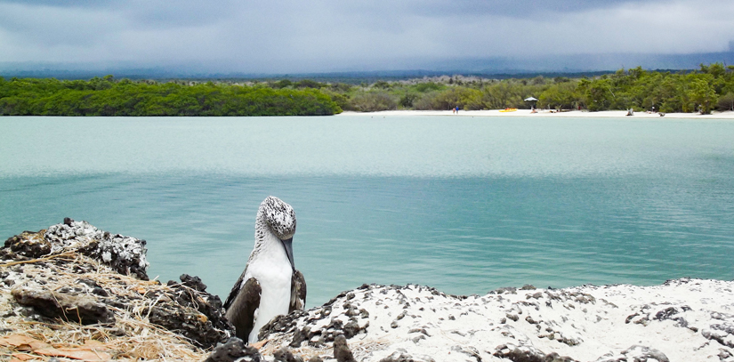 A bird sitting on a rock overlooking a beach with a lush forest