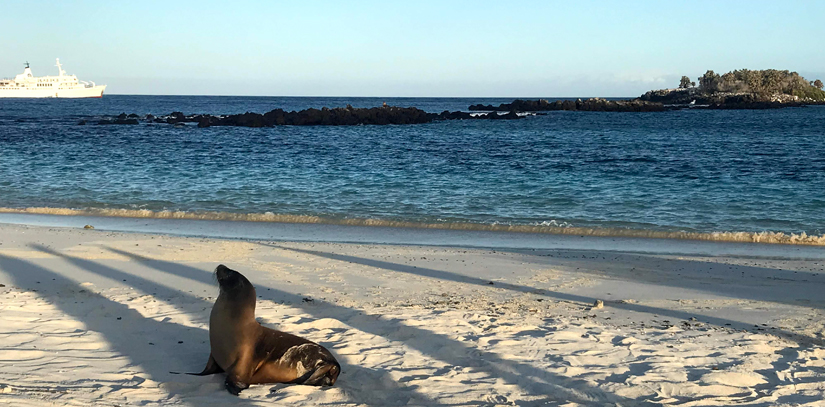 A sea lion lounging on a beach, overlooking a sea of water with a boat