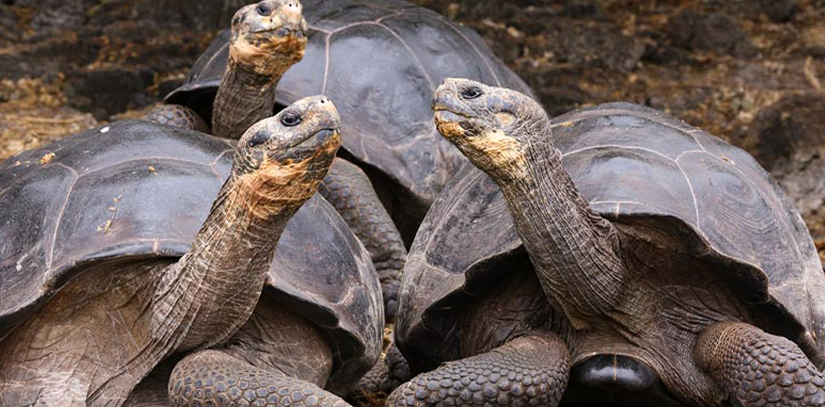 A group of three giant Tortoises, also known as Galápago in the Galapagos
