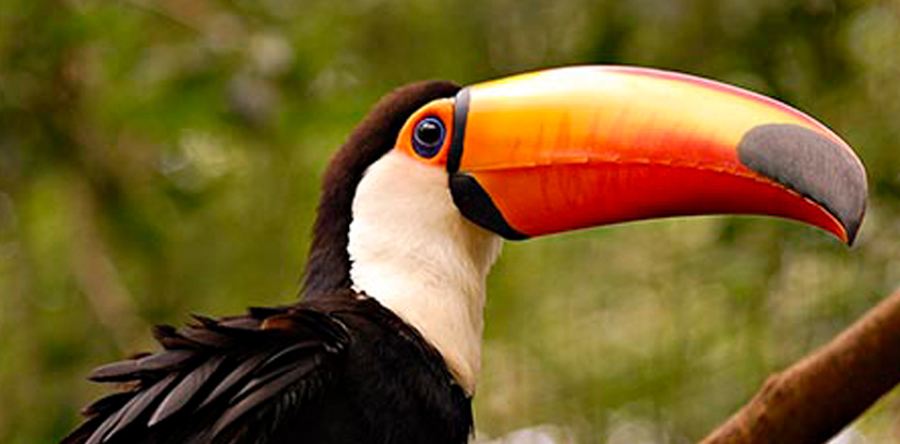 A black, orange and white toucan at the Iguazu Falls Bird Park, a great place to see exotic birds