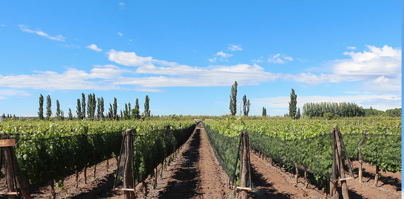 Wide stretch of vineyards surrounded by a blue sky