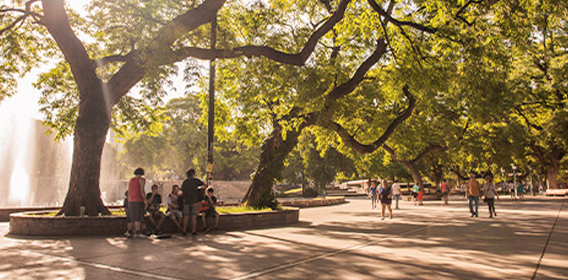 People walking through a park surrounded by huge green trees