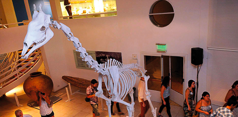 A fossil of a giraffe inside the Museo de Ciencias Naturales in Mendoza, Argentina